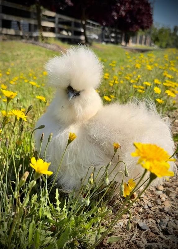 White silkie chicken in yellow flowers